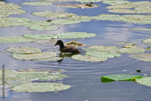 young mallard ducks swimming on the river among water lilies