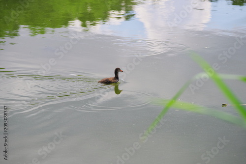 young mallard ducks swimming on the river among water lilies