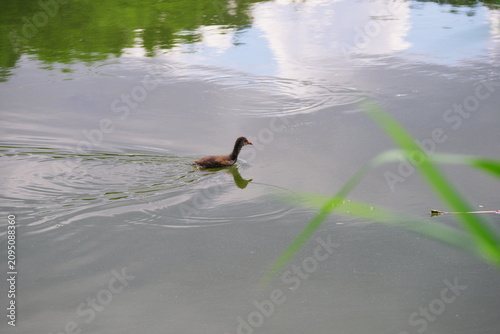 young mallard ducks swimming on the river among water lilies