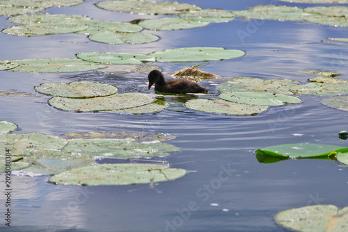 young mallard ducks swimming on the river among water lilies