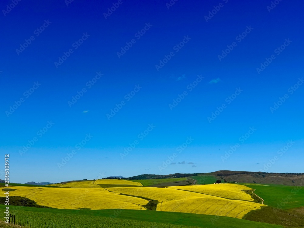 Fototapeta premium green field and blue sky