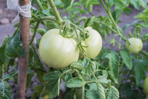 Принти на полотні Fresh green tomatoes growing on vigorous plants in a vegetable garden