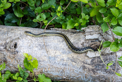 Cuadro en lienzo garter snake female emerging from a hollow tree log hole closeup