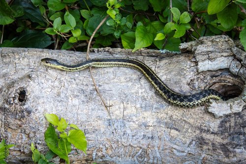 Fotografía garter snake female emerging from a hollow tree log hole closeup