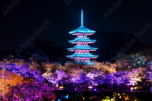 Obraz na plátne A majestic illuminated traditional Chinese pagoda towering over a sea of colorful blooming cherry blossoms at night, highlighting a stunning harmony between oriental architecture and spring nature