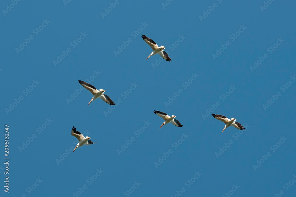 Obraz premium A flock of American White Pelicans flying in unison together in a clear blue sky in Minnesota