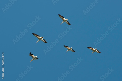 Konstfotografi A flock of American White Pelicans flying in unison together in a clear blue sky