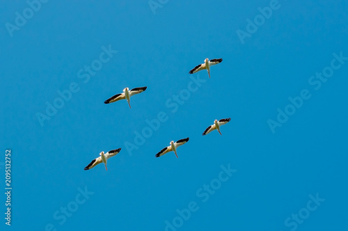 Canvastavla A flock of American White Pelicans flying in unison together in a clear blue sky