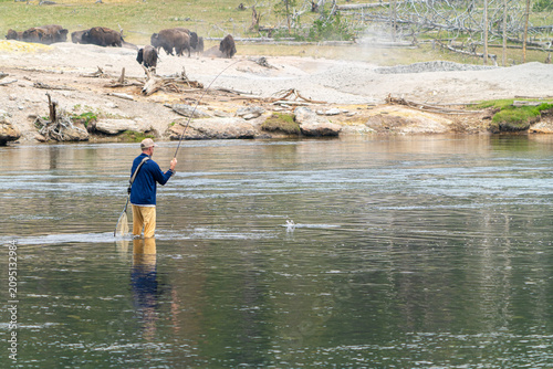 Photography Fly Fishing Man Wading in River with Wild Bison Herd Grazing on the Shoreline