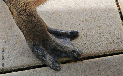 Capybara foot on the ground.