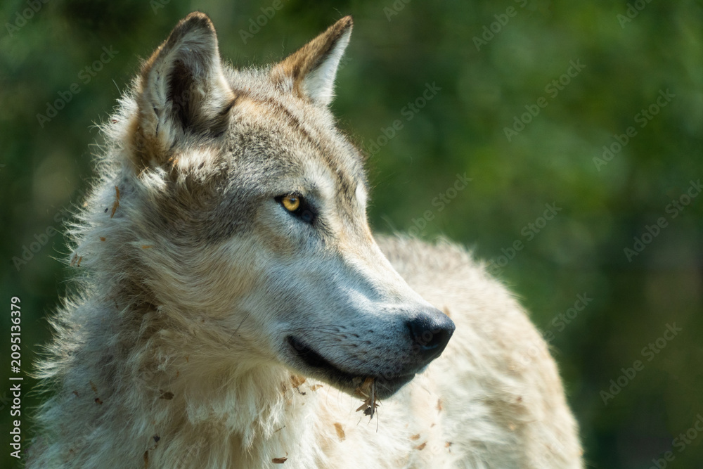 Fototapeta premium Close Up Portrait of a Wild Gray Wolf with Golden Amber Eye looking Sideways