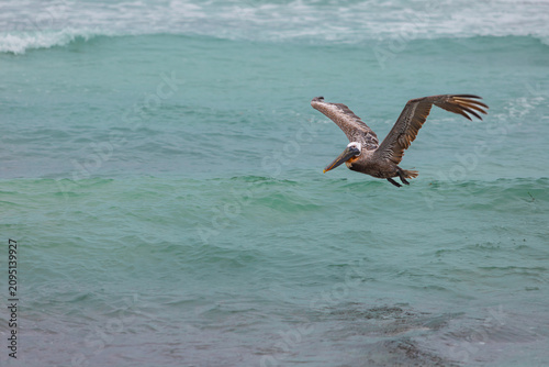 Brown pelican flying low over choppy turquoise ocean waves in Tulum, Mexico