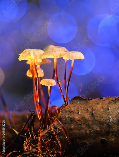 *Marasmius rotula* mushrooms on a tree trunk