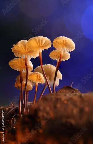 *Marasmius rotula* mushrooms on a tree trunk