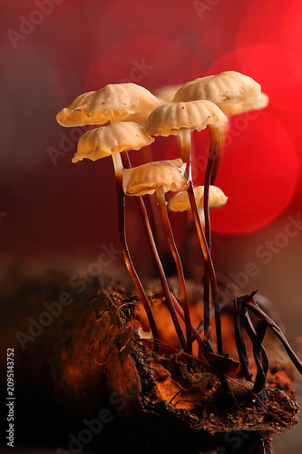 *Marasmius rotula* mushrooms on a tree trunk