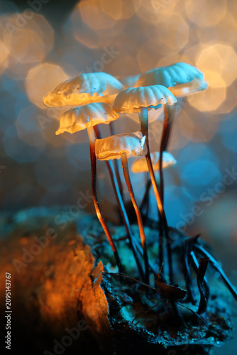 *Marasmius rotula* mushrooms on a tree trunk