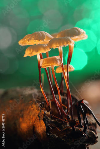 *Marasmius rotula* mushrooms on a tree trunk