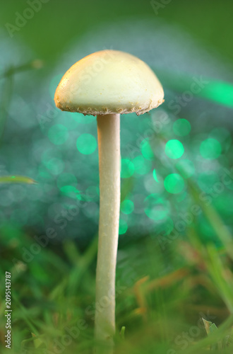*Protostropharia semiglobata* mushroom amidst grass