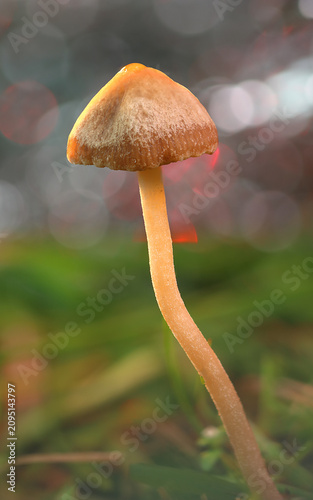 brown mushroom on the grass