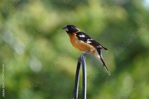 Black-headed Grosbeak
