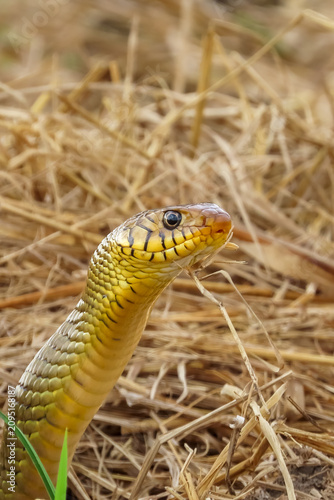 Obraz na plátně snake in the grass