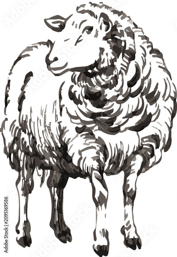 Watercolor illustration of a sheep