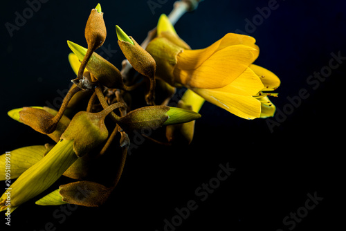 Obraz na płótnie Developing Kōwhai Blossoms Close Up