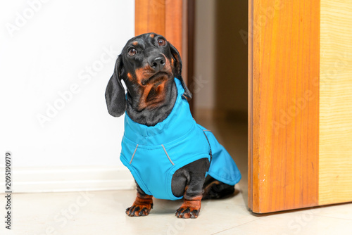 Fotografie Black and tan dachshund dog in blue raincoat sitting in doorway on white floor w
