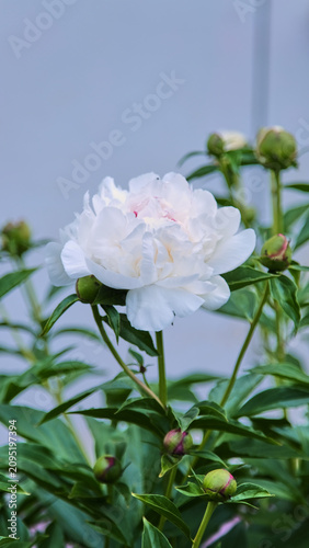 A beautiful white peony with lush double petals and young buds on a bush in the summer garden.