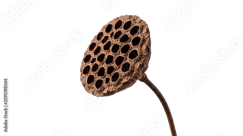 Dried lotus pod on stem, brown organic seed head isolated on white, botanical texture for interior decor and floral arrangements