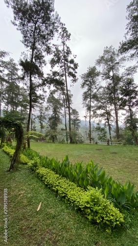 Serene Natural Landscape with Tall Pine Trees and Lush Green Manicured Garden Hedge under Overcast Sky