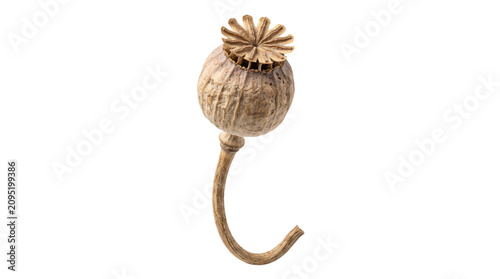Dried poppy seed pod on white background, organic brown botanical capsule with stem, rustic papaver somniferum plant element for floral design
