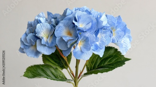 Single bloom of pale blue flower with deep green foliage stands against a soft light background