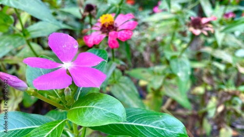 Vibrant Pink Madagascar Periwinkle Flower Blooming in a Lush Green Garden Setting