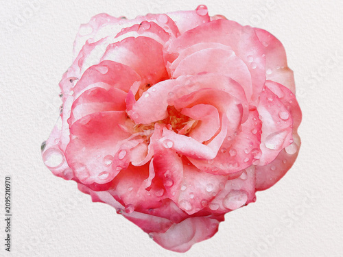 Принти на полотні Watercolor illustration of a pink rose bud covered in fresh morning dew drops isolated on a white paper background