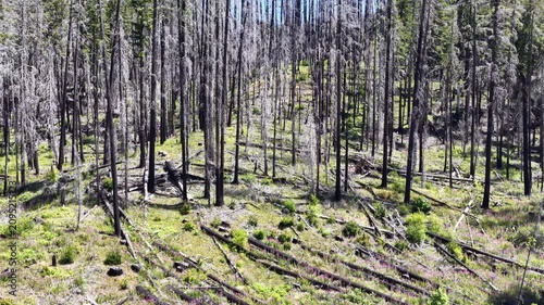Blackened trees are evidence of a past wildfire in the Mt. Hood National Forest, Oregon. Pacific Northwest forests are continually under threat of fires in a large part due to climate change.