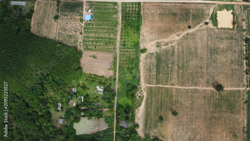 Obraz na plátně Rom Sabai Durian and Avocado Orchard, Chaiyaphum, Thailand