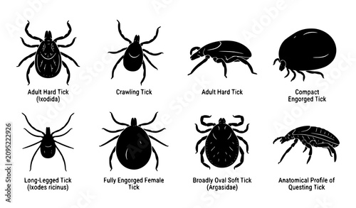 фотографія Black Tick Silhouette Vector Collection Showing Adult Engorged Crawling And Anat