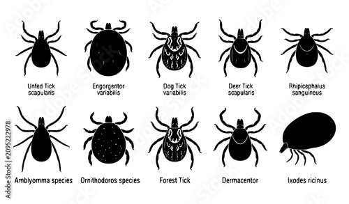 фотографія Tick Species Vector Set Illustration Featuring Deer Dog Forest And Unfed Engorge