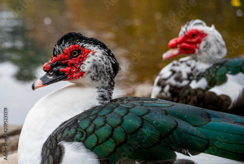 Close up of Muscovy ducks with red caruncles and iridescent green feathers