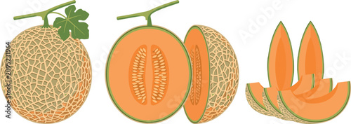 Obraz na plátně Cantaloupe Melon Vector Illustration Set Featuring Whole Fruit with Leaf Half Cu