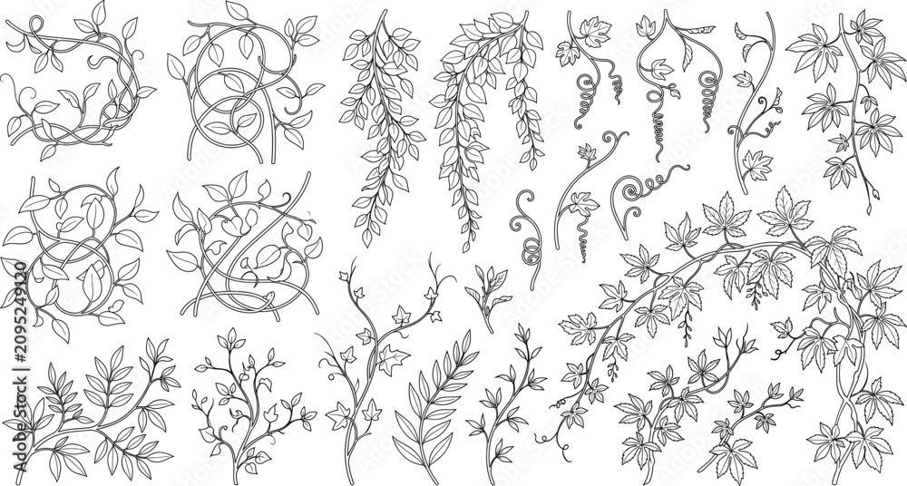 Fototapeta premium Hand Drawn Botanical Vine and Flower Branch Collection with Decorative Climbing Plants Vector Illustration Bundle Set