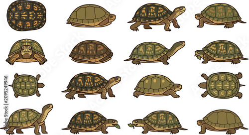 Comprehensive collection of turtle illustrations showing various shell patterns and natural behaviors in flat style