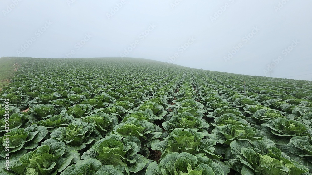 Fototapeta premium Majestic Highland Cabbage Fields at Anbandegi, Pyeongchang: Breathtaking Aerial View of Lush Green Alpine Vegetable Farms Veiled by Morning Mist in South Korea.