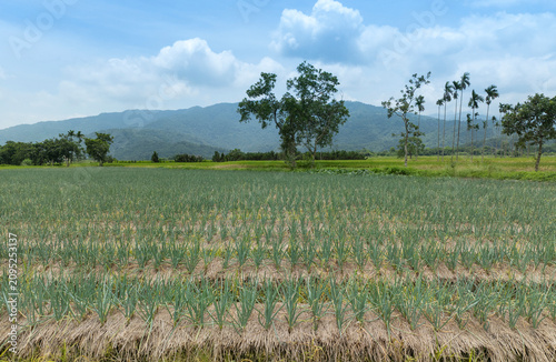 Aerial view of Sanxing scallion field, Taiwan