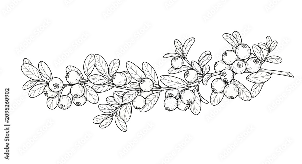 Fototapeta premium Hand-drawn lingonberry branch with berries and leaves, black and white sketch