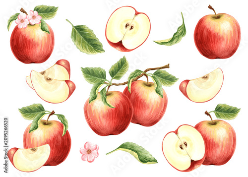 Red apple, a set of watercolor hand drawn illustrations for healthy eating designs. Clip art of fruit whole, cut half and slice, leaves and branch, flower. Farm product for packaging jam, baby food.