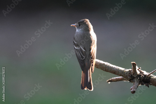 Obraz na plátne Backlit Eastern Wood-Pewee Resting on Tree Branch