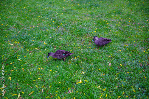 Obraz na płótnie Two Pacific Black Ducks foraging on a green lawn with autumn leaves symbolizing