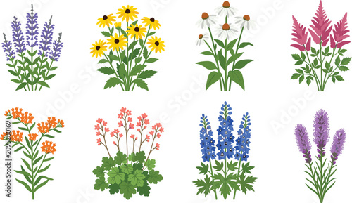 Wildflower Garden Perennial Flowers Vector Collection for Botanical and Landscape Design